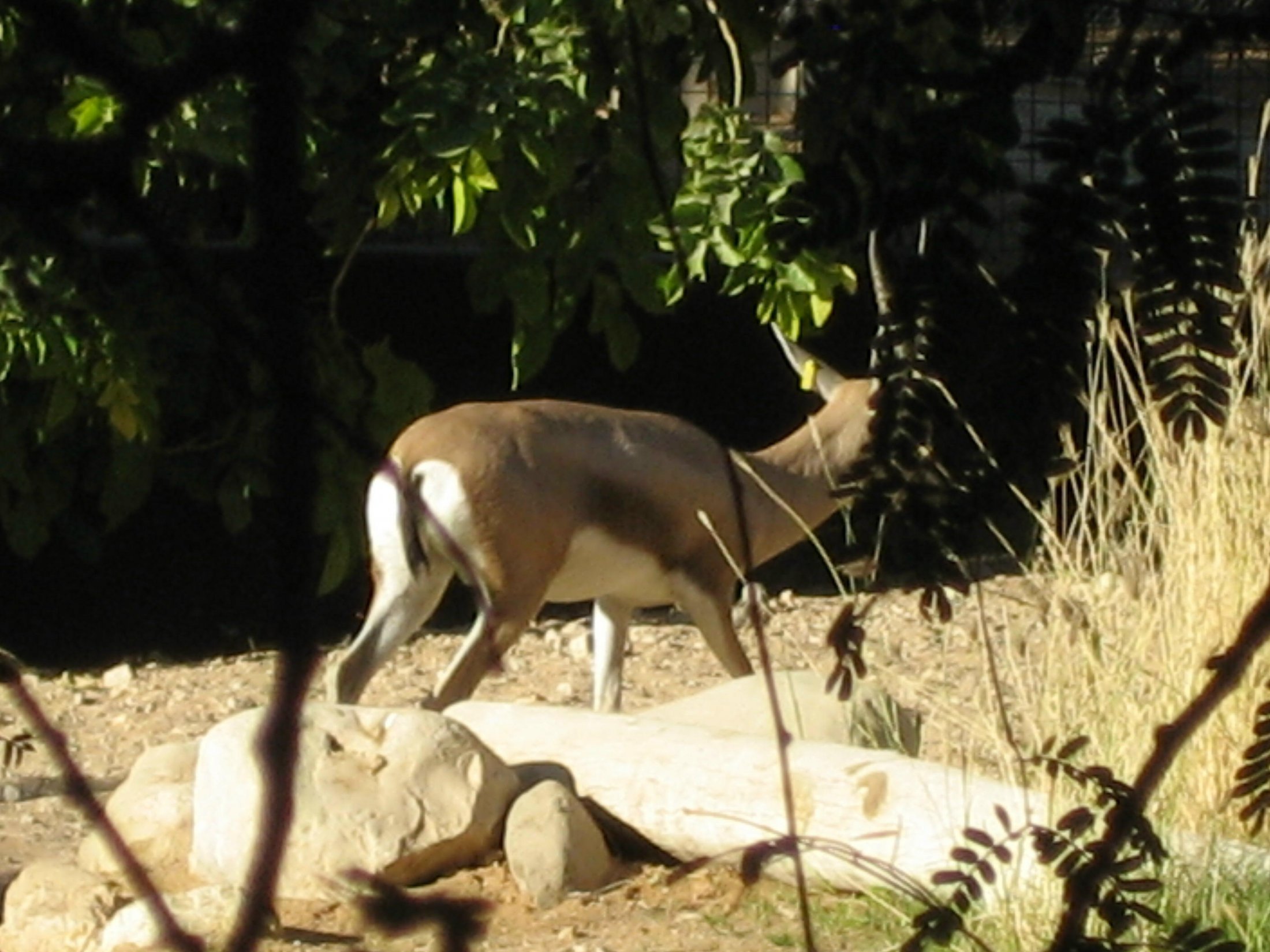 Arabian Oryx-Antilope