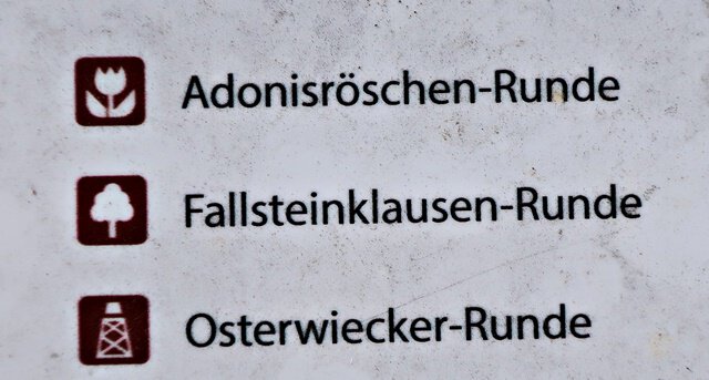 Adonisröschen-Runde