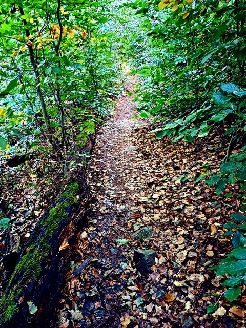 Jägerstieg bei Ilsenburg