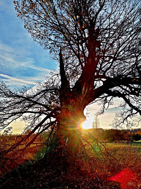 Stop an der Hohne-Eiche