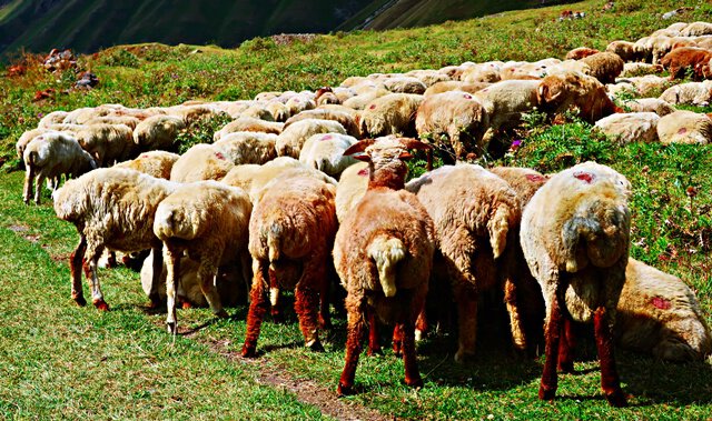 Fettschwanzschafe im Trusso-Tal