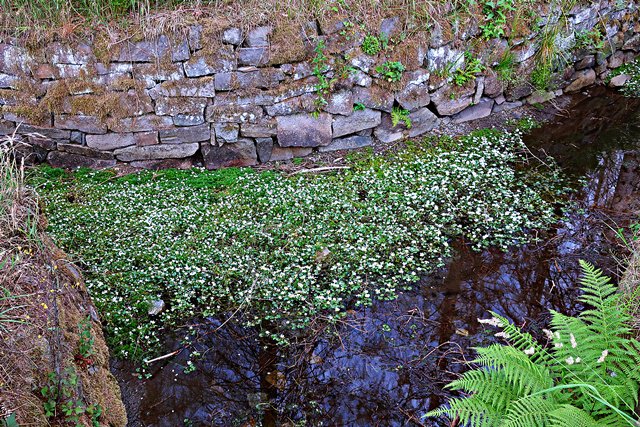 Hutthaler Wassergraben
