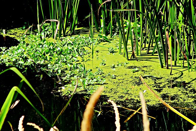 An der Fuhse