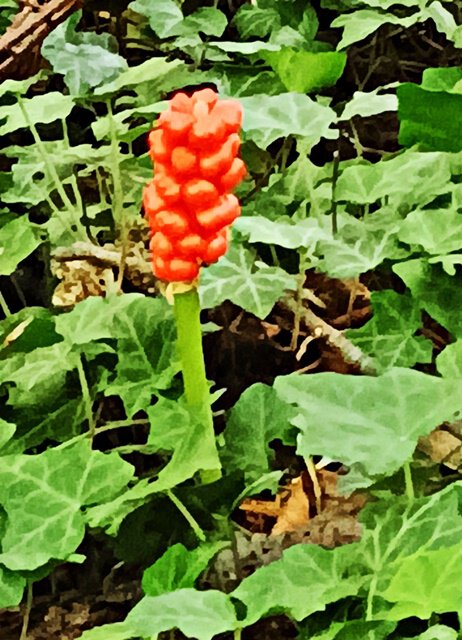 Heckenpüppchen: Vorsicht giftig!