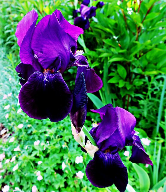 Deutsche Schwertlilie