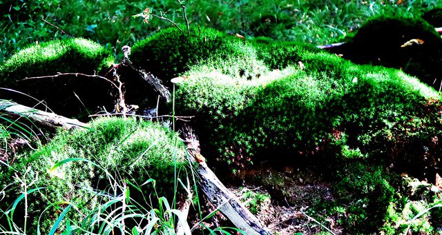 Wachholder-Widertonmoos