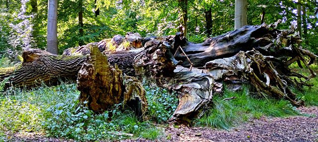 Ehemalige Muttereiche