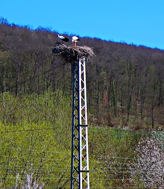 Storchennester kurz vor Salzderhelden