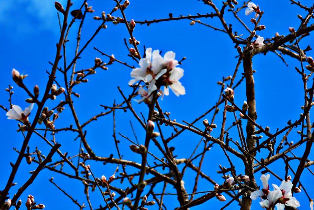 Mandelblüte