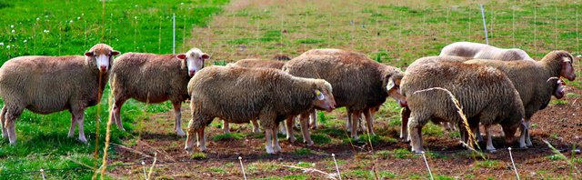 Schafe bei Klein Lafferde