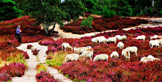 Schäfer Carlo Laser