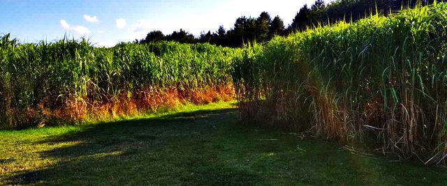 Löwenlabyrinth im Westpark 