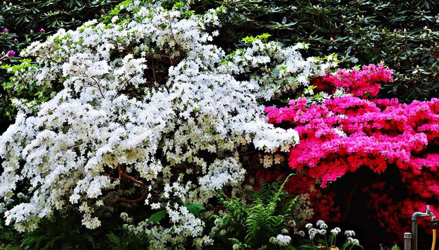 Schneeweißchen und Rosenrot