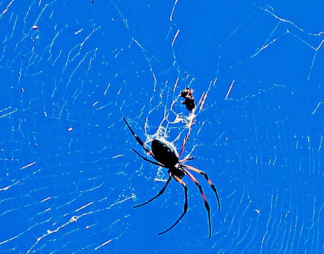 Eine Seidenspinne