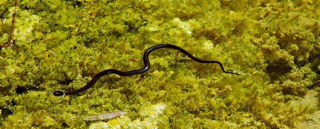 Ringelnatter im Wasser