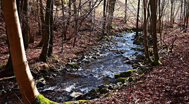 An der Großen Lonau