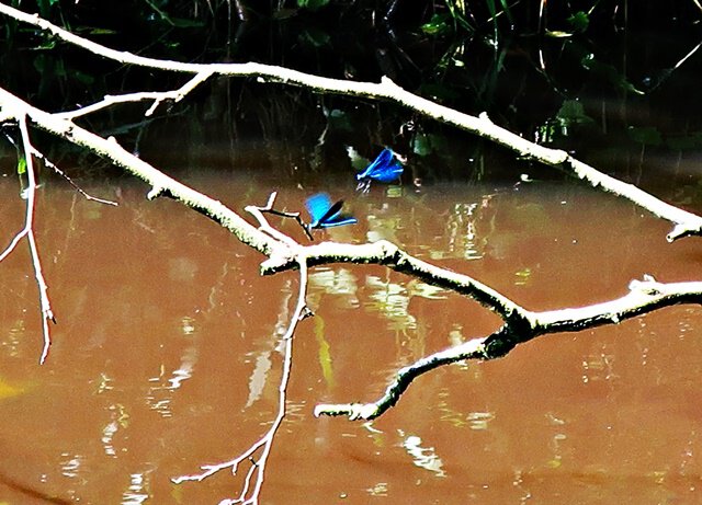 Blauflügel-Prachtlibelle