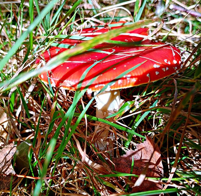 Ein Männchen steht im Walde ...