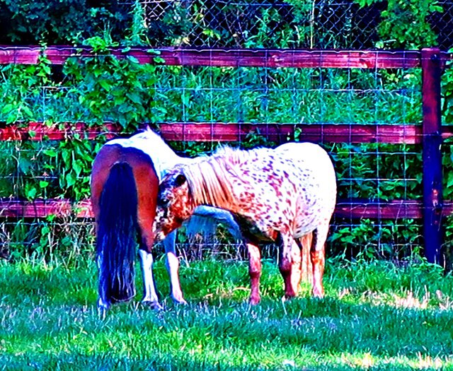 Das Leben ist ein Ponyhof