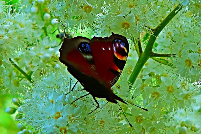 Pfauenauge auf Fiederspieren
