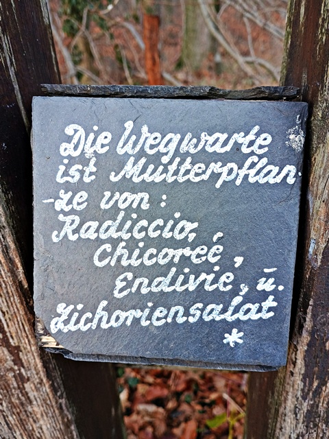 Interesssantes über die Wegwarte