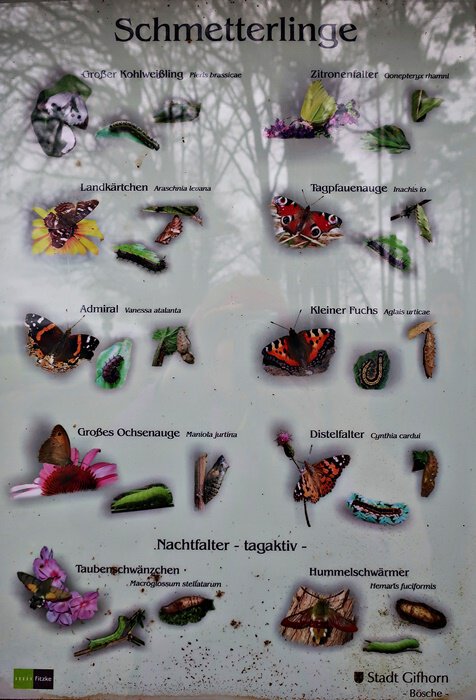 Schmetterlingskunde