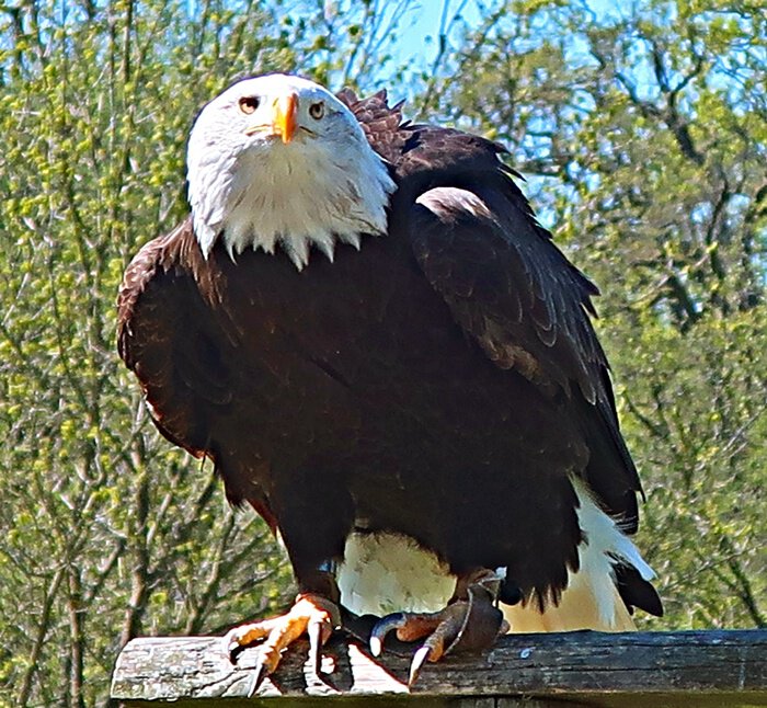 Seeadler bei der Flugschau im Tierpark