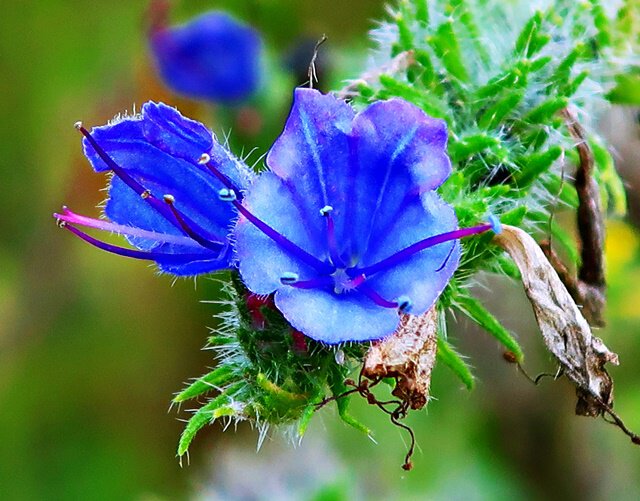 Gewöhnlicher Natternkopf