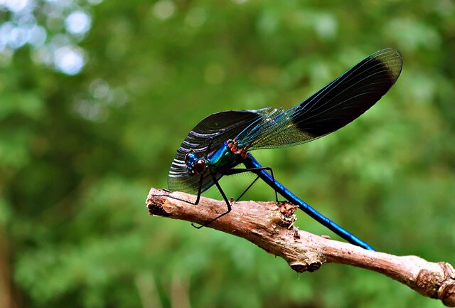 Blauflügel Prachtlibelle