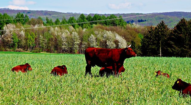 Rotes Harzer Höhenvieh