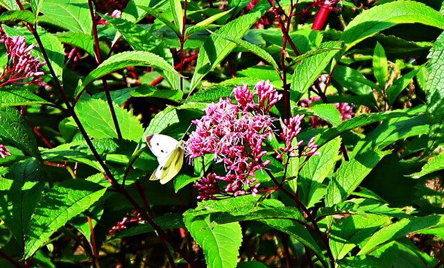 Gewöhnlicher Wasserdost
