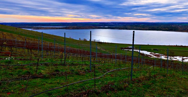 Weinbau am Geiseltalsee
