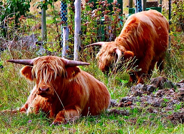 Galloways