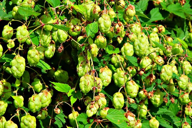 Echter Hopfen