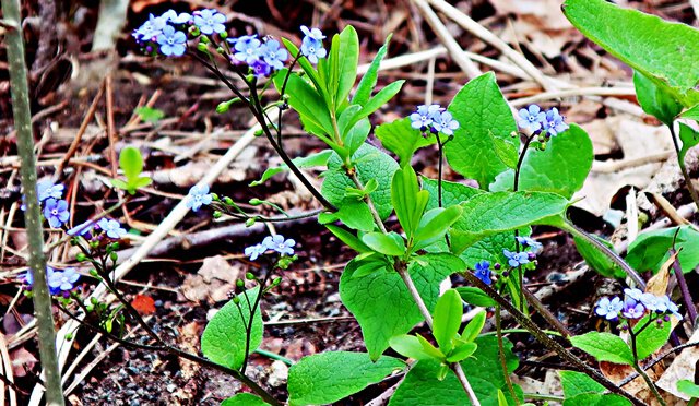 Geflecktes Lungenkraut