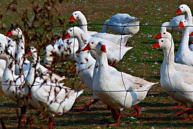 Gänsefarm bei Eickhorst