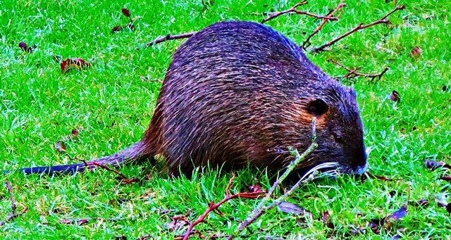 Nutria