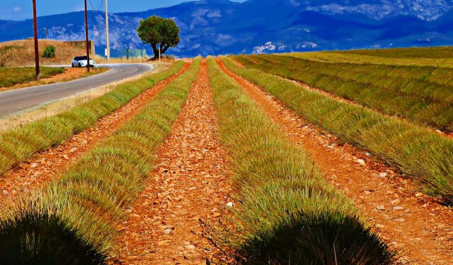Das Plateau von Valensole