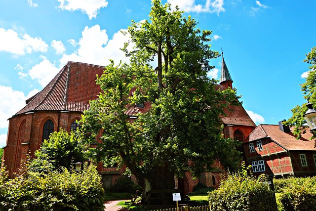 Klosterlinde Nationalerbe-Baum