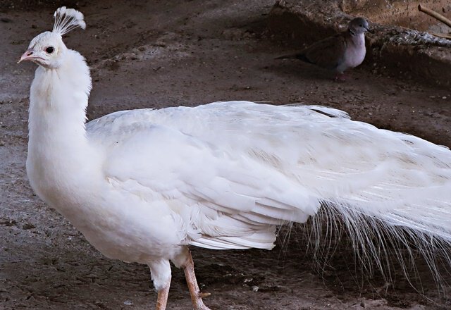 Weiblicher weißer Pfau: Here comes the bride