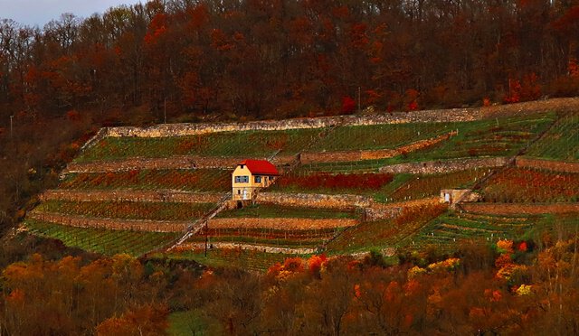 Weinhäuschen im Weinberg Kaatschen