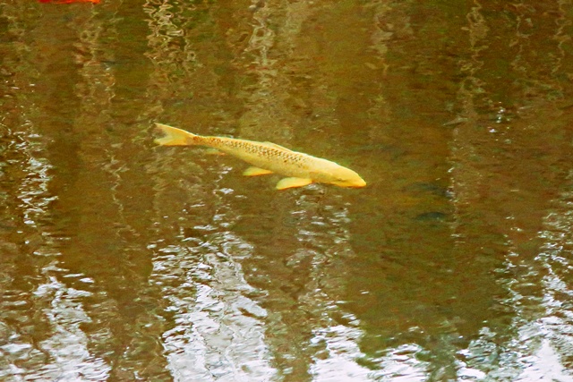 Seerosenteich in Altenau