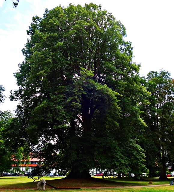 Linde im Westteil des Parks