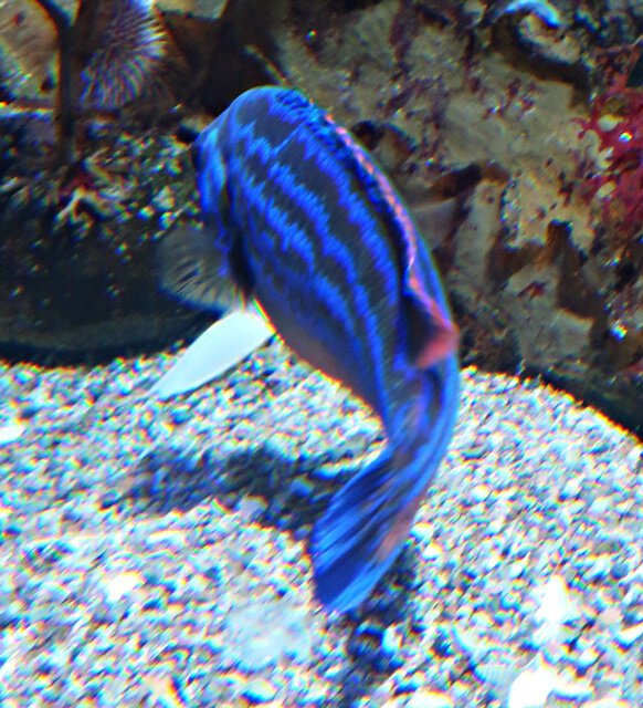 Blauer Fisch