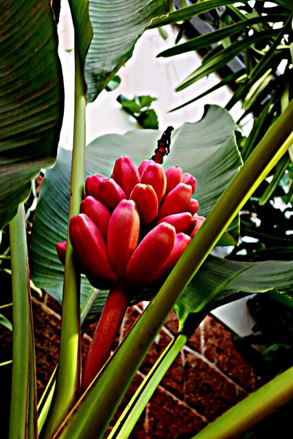 Eine rose Zwergbanane