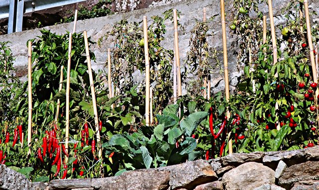 Gemüsegarten in Lillianes