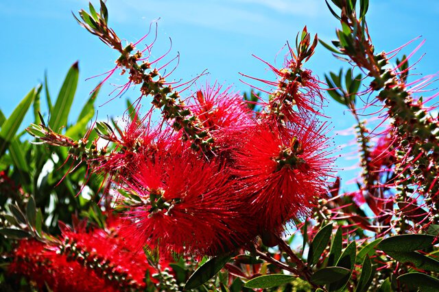 Kaminroter Zylinderputzer