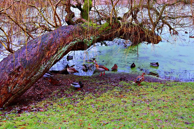 Wer schimmt denn da?