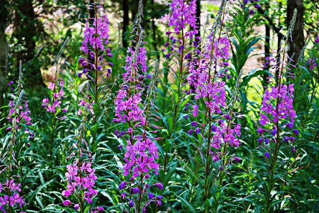 Schmallblättriges Weidenröschen