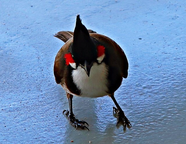 Le Bulbul orphée auf unserem Balkon